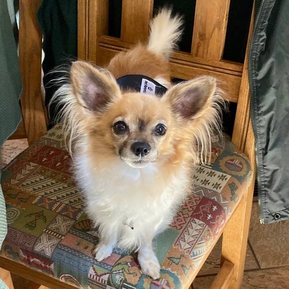 Meet your Posher, Tina - Picture 1 of 1